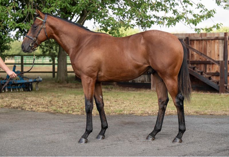 Territories (IRE) / Lady Eleanor (GB) B.C. (GB)