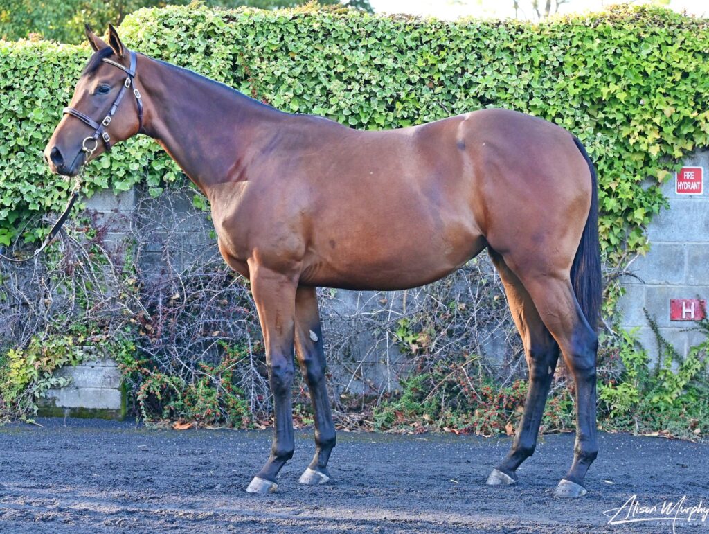 2024 b.f. Sealiway ex Tikitiki