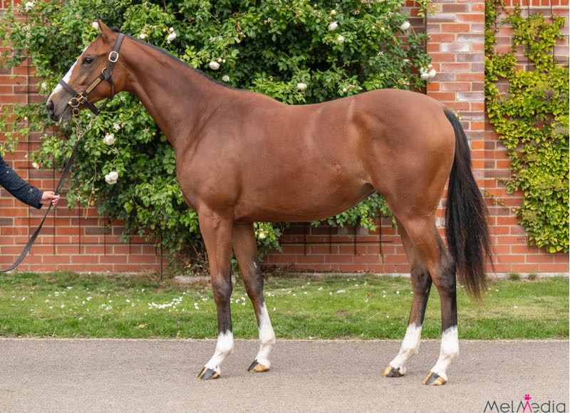 2024 b.f.  Zarak ex Kirstenbosch